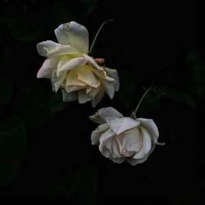 激情精品成人一区二区AV免费看
