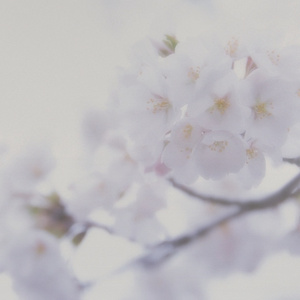 激情精品成人一区二区AV免费看
